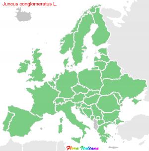 Juncus conglomeratus L.